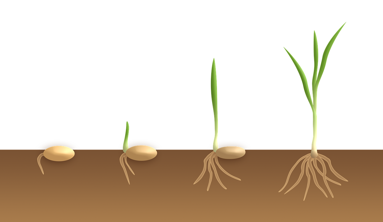 Zaprawianie nasion i bulw mikroorganizmami