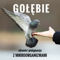 GOŁĘBIE