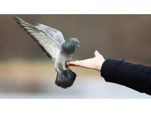 JAK PIELĘGNOWAĆ zdrowie GOŁĘBI?